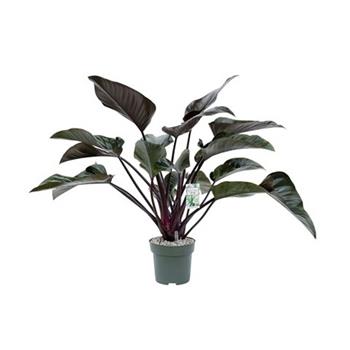 Filodendron Red Beauty hydroponický květináč 27cm