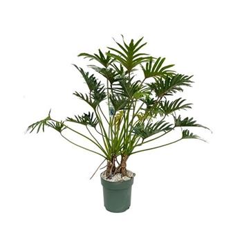 Filodendron Xantal hydroponický květináč 30cm