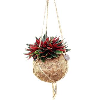 Pepřinec Rosso kokodama závěs 15cm