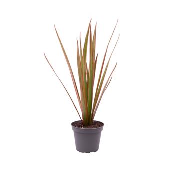 Dračinec vroubený Bicolor květináč 6cm
