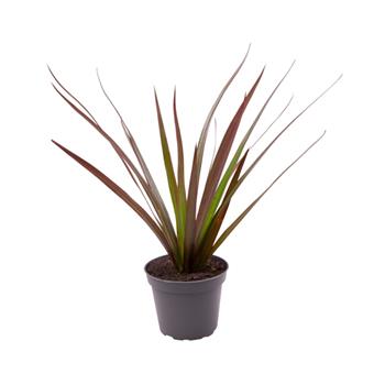 Dračinec vroubený Magenta květináč 6cm