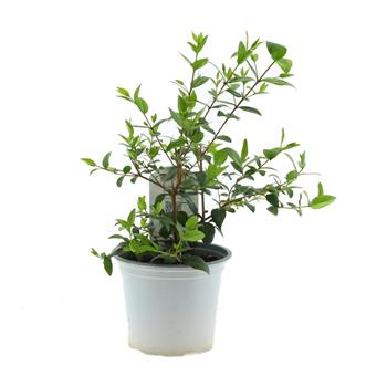 Myrta obecná Tarentina květináč 14cm