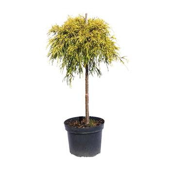 Cypřišek hrachonosný Sungold kmínek 40cm, květináč 6 litrů