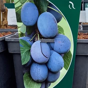 Slivoň Fruca květináč 5 litrů, sloupová, samosprašná