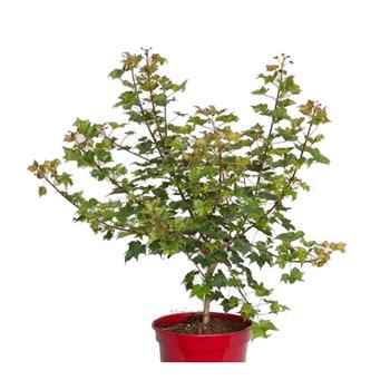 Javor Ample Surprise výška 50/60cm, květináč 7,5 litru