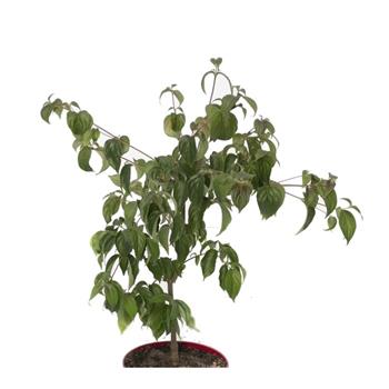 Dřín kousa Böhljes kleine Blüte výška 150/175cm, květináč 65 litrů