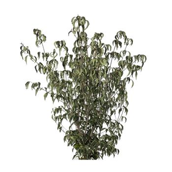 Dřín kousa Cappuccino výška 125/150cm, květináč 45 litrů