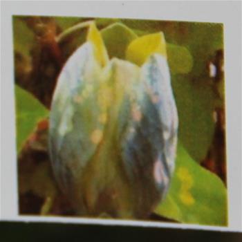 Šácholan Blue Opal výška 100/125cm, květináč 10 litrů