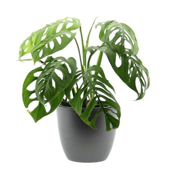 Monstera Esaletto květináč 19cm