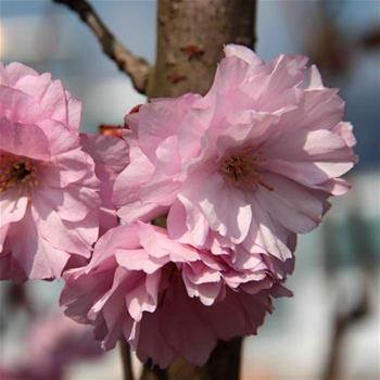 Třešeň pilovitá Kanzan obvod kmene 16/18, květináč 110cm, sakura