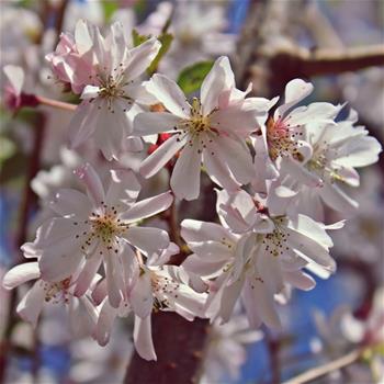 Višeň chloupkatá Autumnalis Rosea obvod kmene 10/12cm, květináč 30 litrů