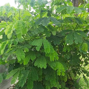 Trnovník akát Umbraculifera kmínek 1/2, květináč 18 litrů