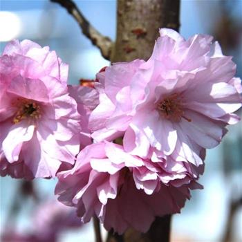 Třešeň pilovitá Kanzan výška 200/250cm, květináč 45 litrů, sakura