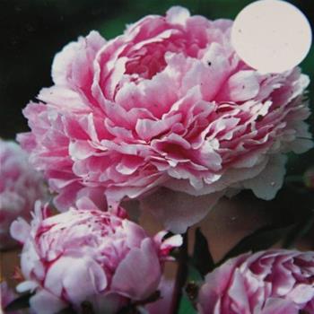 Pivoňka čínská Sarah Bernhardt květináč 3 litry