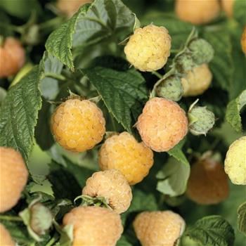Maliník Golden Everest květináč 2,25 litru