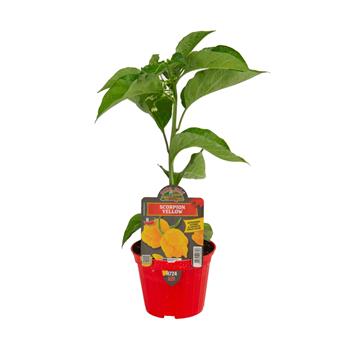 Paprika chilli Scorpion Giallo květináč 10cm