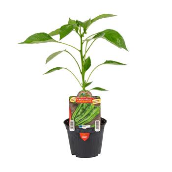 Paprika 'Friggitello/Isotta' F1 květináč 10cm