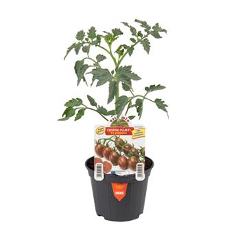 Rajče Crispino Plum F1 neroubované květináč 10cm