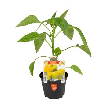 Paprika Bacco/Mohay F1 květináč 10cm
