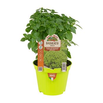 Bazalka Greco květináč 10cm