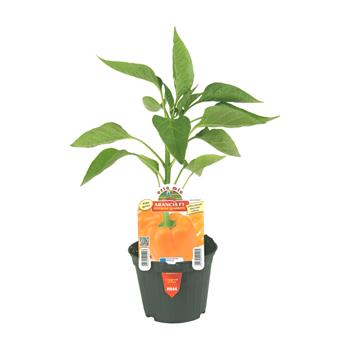 Paprika Arancia F1 květináč 10cm