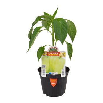 Paprika Laguna/Salana F1 květináč 10cm