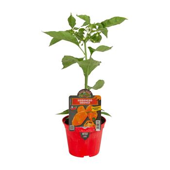 Paprika chilli Habanero Arancio květináč 10cm