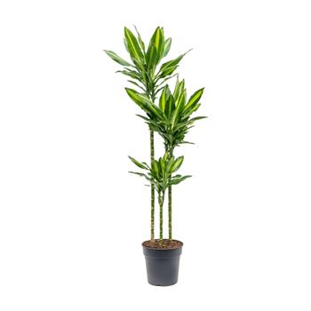 Dračinec Cintho výšky kmínku 90-60-30cm, květináč 24cm