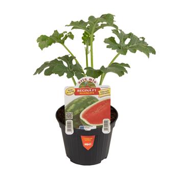 Meloun vodní Regina/Daytona F1 květináč 10cm