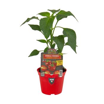 Paprika chilli Hot Small Cherry F1 květináč 10cm