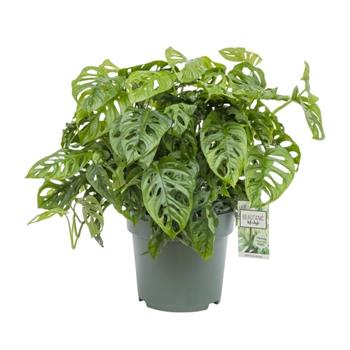 Monstera hydroponický květináč 27cm