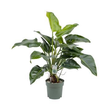 Filodendron Green Beauty hydroponický květináč 30cm