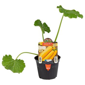 Cuketa Lingodor F1 květináč 10cm