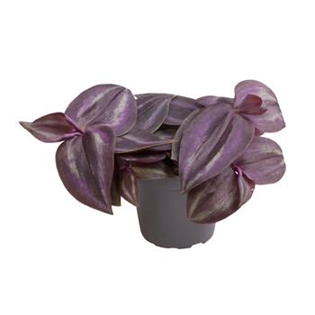 Voděnka tříbarevná Purpusii květináč 6cm