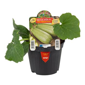 Cuketa Mexicana/Dozza F1 květináč 10cm