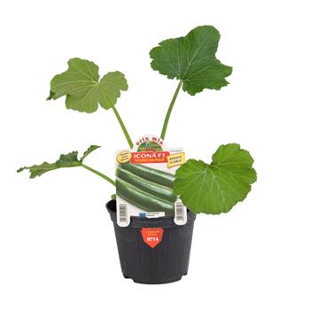 Cuketa Icona/Koniac F1 květináč 10cm
