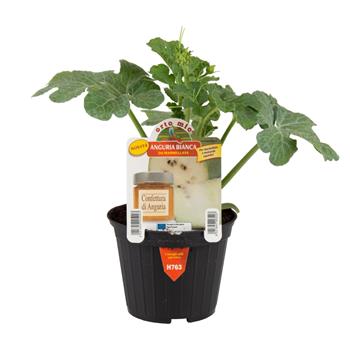 Meloun vodní Marmellata květináč 10cm