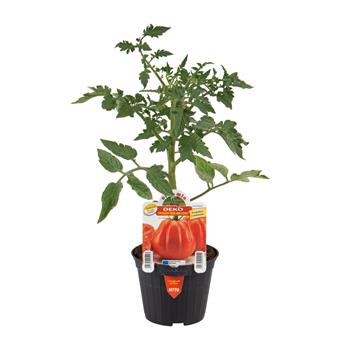 Rajče Deko F1 neroubované květináč 10cm