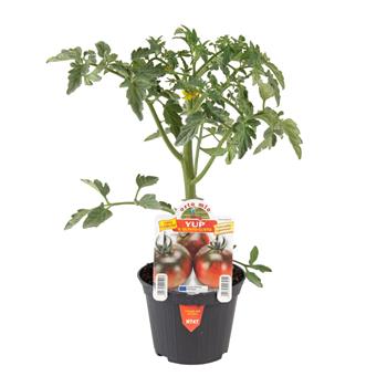 Rajče Yup F1 květináč 10cm