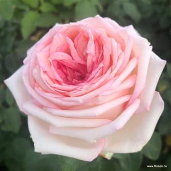 Růže Kordes Meine Rose květináč 5 litrů