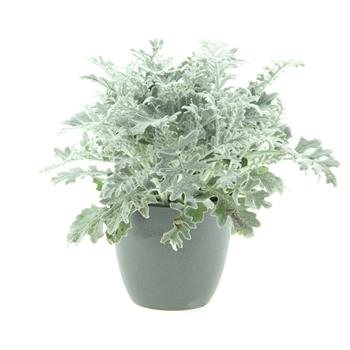 Starček přímořský Silverdust květináč 12cm