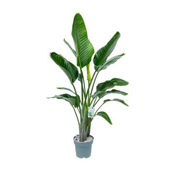 Strelície natalská hydroponický květináč 27cm