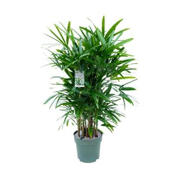 Bambusová palma hydroponický květináč 30cm