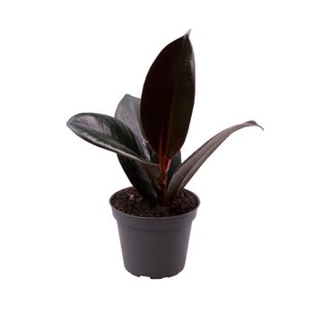 Fíkovník pryžodárný Robusta květináč 6cm