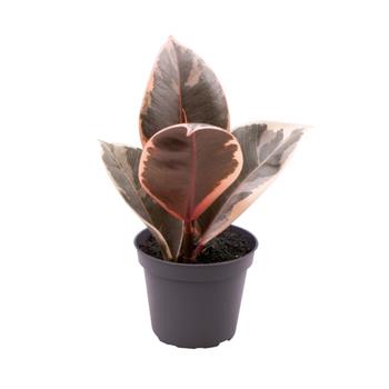 Fíkovník pryžodárný Tineke květináč 6cm
