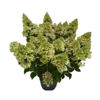 Hortenzie latnatá Bee Happy výška 50/60cm, květináč 7,5 litru