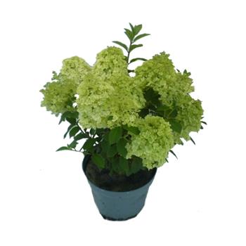 Hortenzie latnatá Bobo výška 40-60cm, květináč 7,5 litru