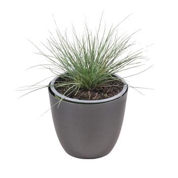 Kostřava sivá květináč 12cm