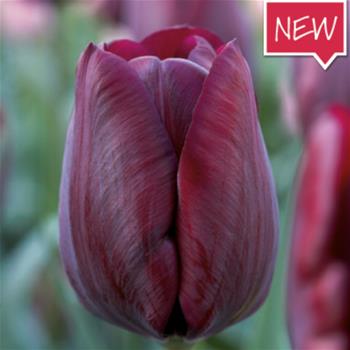Tulipán Ronaldo 10ks