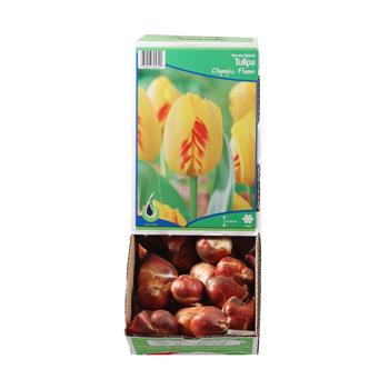Tulipán Olympic Flame 10ks